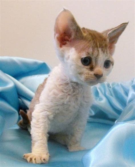 For Sale Cute Curly Devon Rex Kittens
