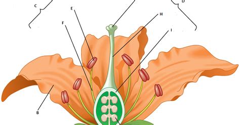 Biological Diagram Of Hibiscus Flower Eveliza Tumisma