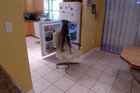 Dog Caught On Camera Breaking Into Fridge Joes Daily
