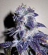 Blueberry Marijuana Seeds Photos