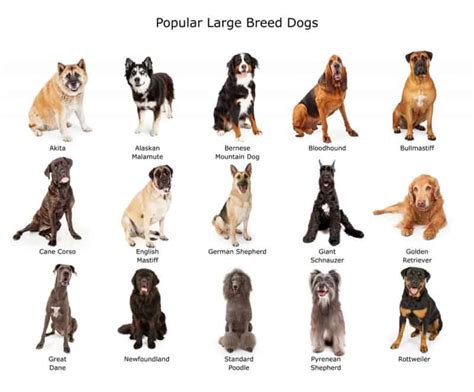 The 13 Best Large Breed Dog Food In 2023