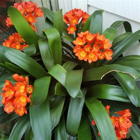 Clivias Plant Care And Collection Of Varieties