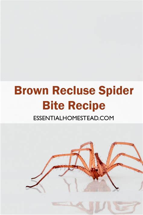 Brown Recluse Spider Bite Recipe Brown Recluse Spider Brown Recluse
