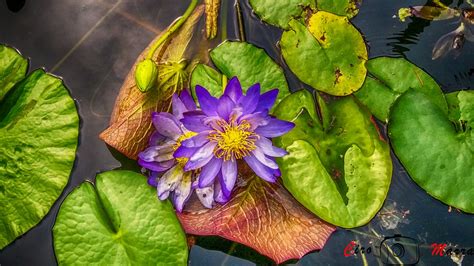 Ho scattato questa foto di un fiore di giglio di acqua apparentemente galleggiante tra le nuvole. fiori acquatici Marra Ciro 2116052