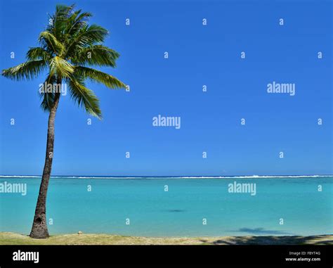 Guam Beach Palm Tree Hi Res Stock Photography And Images Alamy
