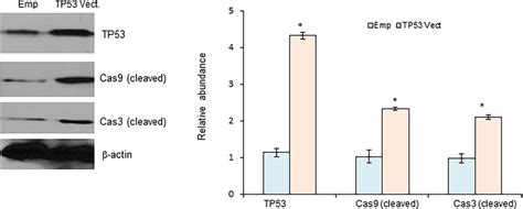 tp53 induces cell apoptosis in crc cells ht29 cells were transiently download scientific