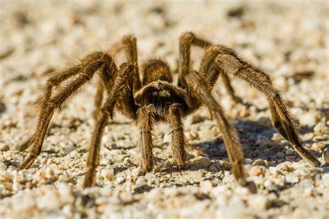 Tarantulas Are On The Move And Migrating Into New Areas •