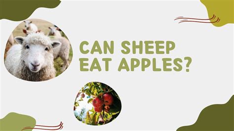 Can Sheep Eat Apples Animalovin Sheep Specialists