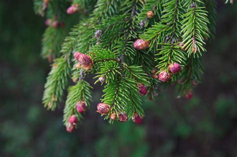 Makro Ranting Pinus Foto Stok Unduh Gambar Sekarang Alam Buah