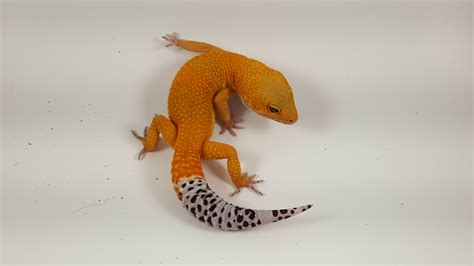 Tangerine Leopard Gecko Traits Morphpedia