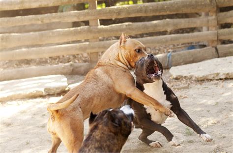 Illegal Dog Fighting