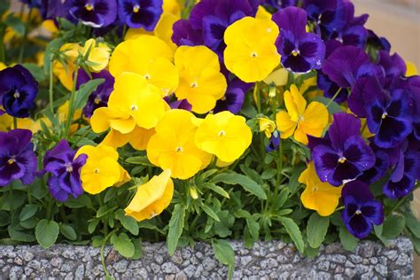 Its flowers could last for just a day, however their succession open up day in and day out, making sure that your garden appears cheerful. When Do Pansies Bloom - Do Pansies Bloom In Summer Or Winter