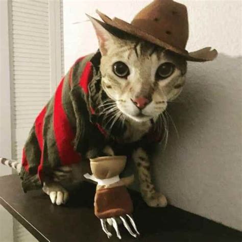 15 Cat Cowboy Hat Pictures That Will Melt Your Heart Society19