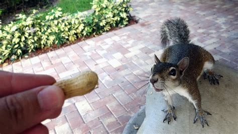 What To Feed Squirrels In Your Backyard To Make Them Go Nuts 2020