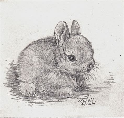 Baby Animal Drawings By Anne Fewell