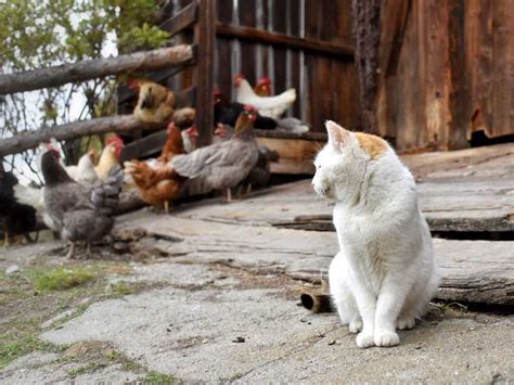 7 Ways To Keep Mice Out Of The Barn And Away From Your Farm Animals