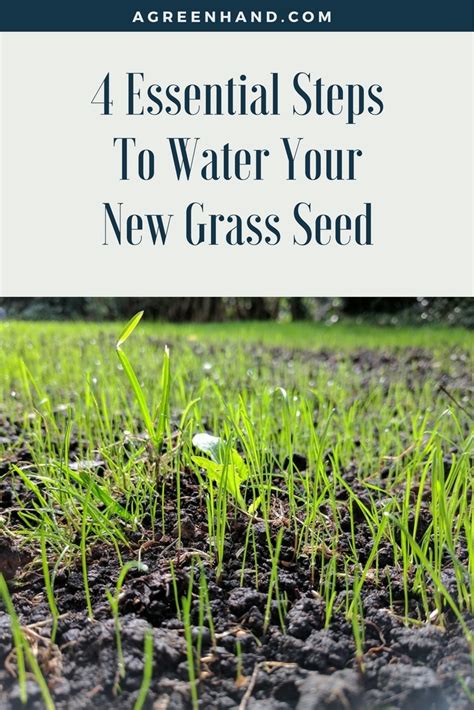 How To Water A New Sod Lawn Sowing Grass Seed In Spring Longfellow