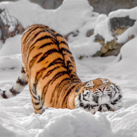 Psbattle Tiger In The Snow Rphotoshopbattles