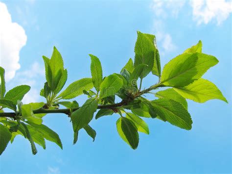 Tree Branch With Green Leaves Stock Image Image Of