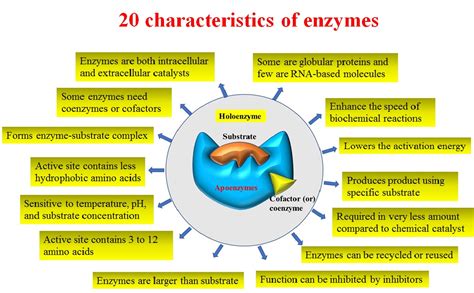 Enzyme Basics Structure And Function As Unit Biologic