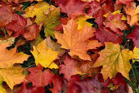 Autumn Leaf Uses And Disposal How To Get Rid Of Fallen Leaves In Autumn