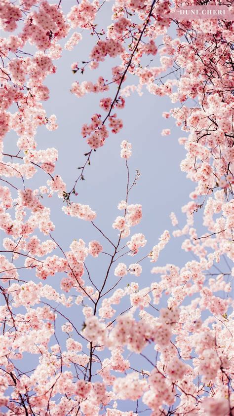 Sakura Trees Anime Aesthetic Aesthetic Anime Cherry Blossom Wallpaper