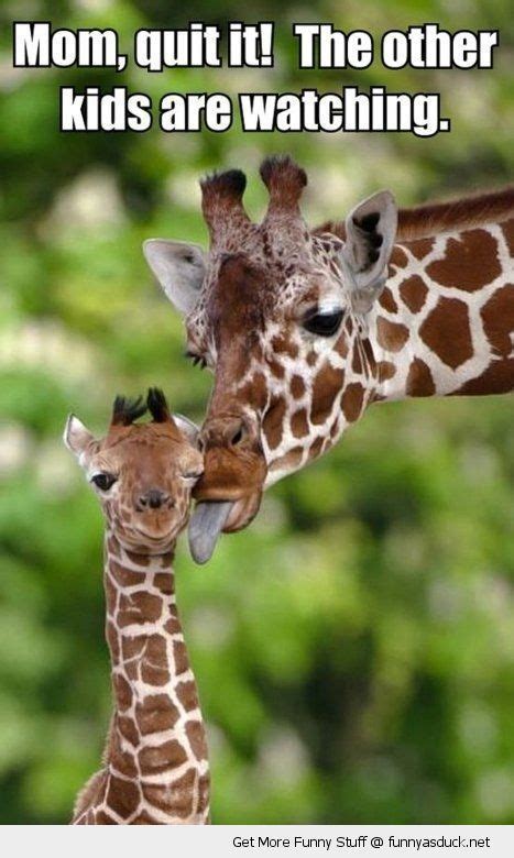 Funny Giraffe Pictures With Captions Mom Quit It Funny As Duck