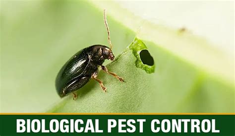 Organic pest control for los angeles, san diego and most southern california. Organic Farming in India - Types, Methods & Advantages