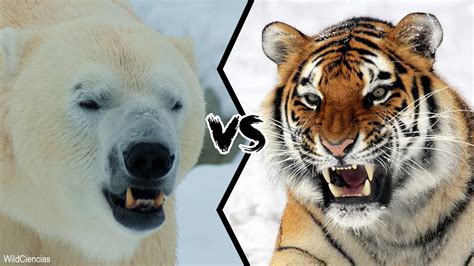 Polar Bear Vs Siberian Tiger Who Would Win