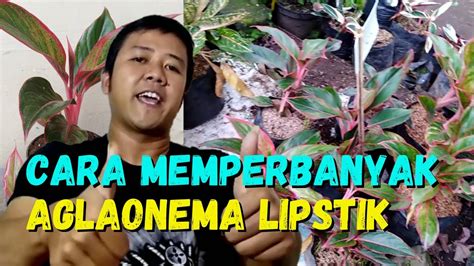 Berikut beberapa cara agar bunga kamboja berbunga dengan lebat dan cara semai sendiri dari bunga kamboja tersebut, serta tata cara perawatannya. cara memperbanyak aglaonema lipstik - menanam bunga ...