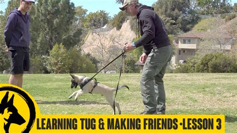Learning Tug And Meeting Other Dogs Siggy Day 3 Robert Cabral