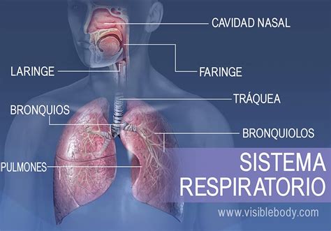 SISTEMA RESPIRATORIO