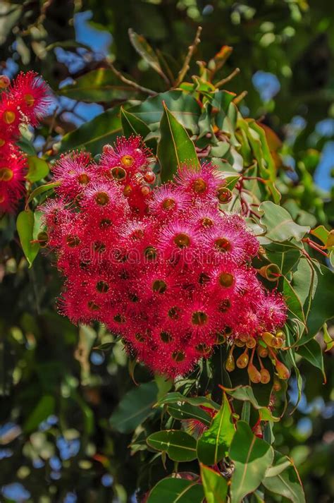 Blooming Eucalyptus Tree In Australia Stock Photo Image Of Botany