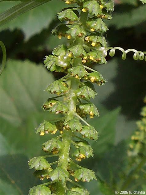 Your ragweed flower stock images are ready. Ambrosia trifida (Giant Ragweed): Minnesota Wildflowers