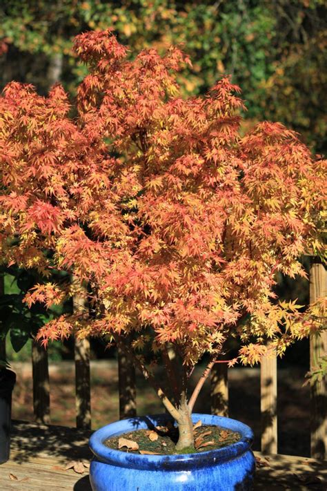Dwarf Japanese Maple Tree