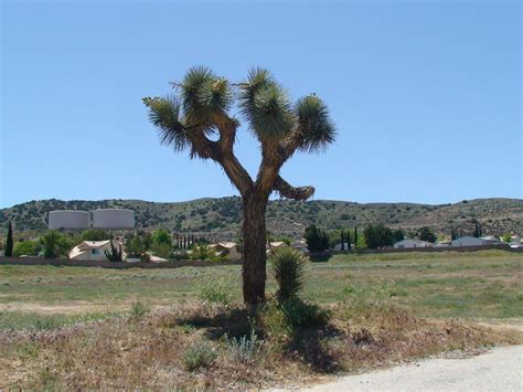 Palmdale California | Places to go, Places of interest, Favorite places