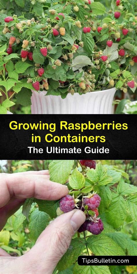 Grow Raspberries In Pots Plant Raspberry Bushes In Containers In 2023