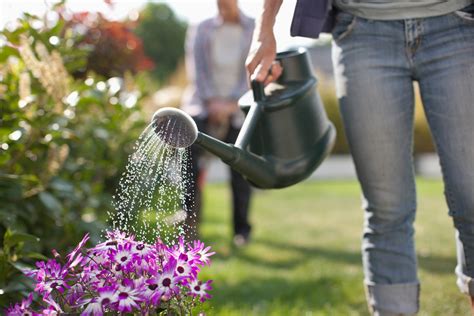 Watering Guidance For Your Plants And Gardens Parkview Health