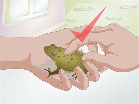 How To Raise Frogs With Pictures Wikihow
