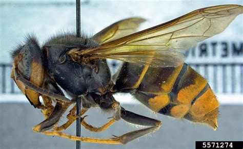 Asian Giant Hornet Fact Guide Department Of Entomology Virginia Tech
