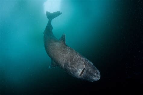 The Strange And Gruesome Story Of The Greenland Shark The Longest