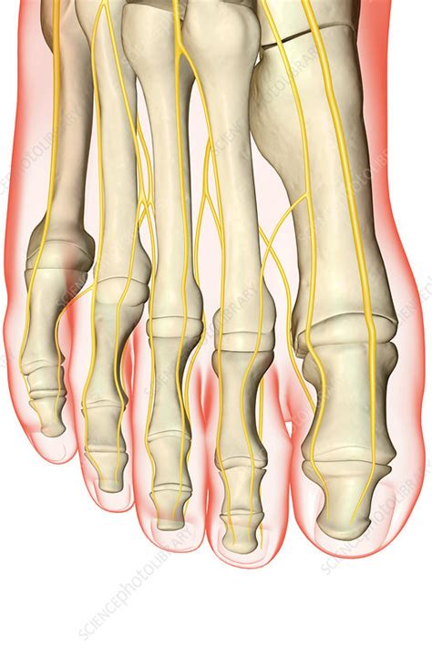 The Nerves Of The Foot Stock Image F0017606 Science Photo Library