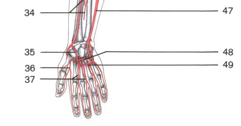 Hpf Hand Palm And Finger Anatomia De La Mano