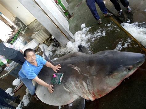 Huge Pregnant Great White Shark Caught Off Ne Taiwan Coast Taiwan