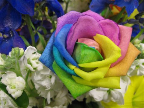 Rroses 015 Rainbow Rose Pamela Carls Flickr