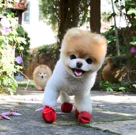 Top 104 Pictures Pictures Of The Cutest Dogs In The World Latest