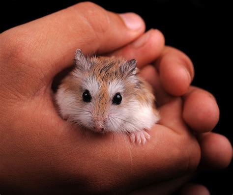 Why Do Some Hamsters Eat Their Babies Explained Animals Hq