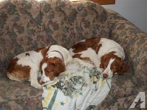 Puppies are checked by a veterinarian and given their initial vaccinations and deworming before puppies require much attention the first few months. Brittany Spaniel | Brittany spaniel, Spaniel, Brittany spaniel puppies