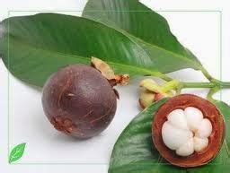 Secara tradisional buah manggis dapat dimanfaatkan sebagai obat sariawan, wasir dan luka. Manfaat Daun Sirsak dan Kulit Manggis