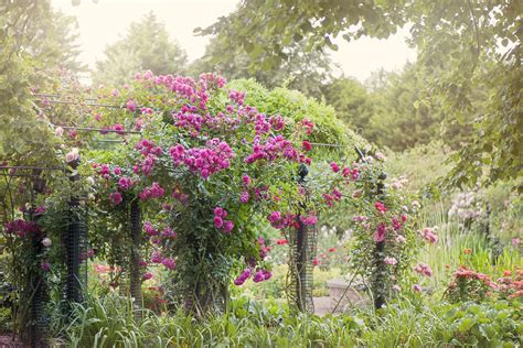 Garden Design Ideas With Climbing Roses